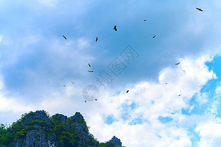 一群老鹰在天上盘旋 等待着食物自由公园国家猎人天空旅行飞行荒野羽毛猎物图片