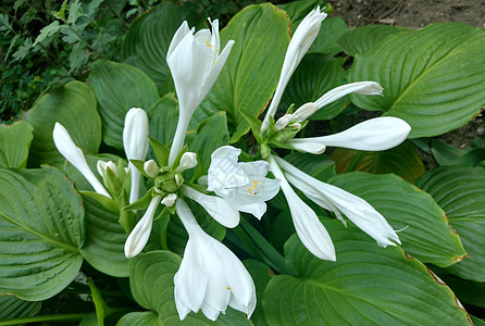 白色花朵叶子植物群街道树叶花园公园季节植物学植被绿色植物图片