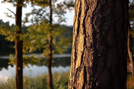波兰奥古斯托的比阿莱湖树木白色松树绿色旅行抛光日落森林天空反射图片