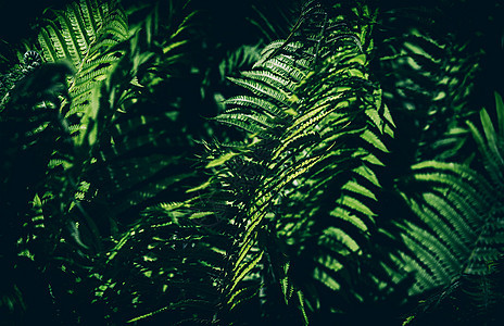 天然花卉蕨背景花园蕨叶热带荒野生长蕨类宏观公园叶子森林图片