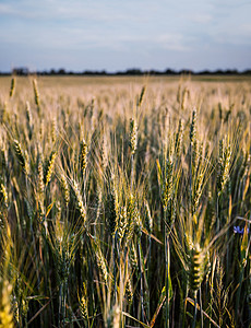 绿麦和黄麦田新春耳朵环境尖刺场地农田季节植物稻草种子美丽食物图片