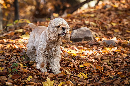 美国秋季森林的 美洲公鸡贝尼猎犬黄色小狗动物焦化器休息棕色宠物日志猎犬白色图片