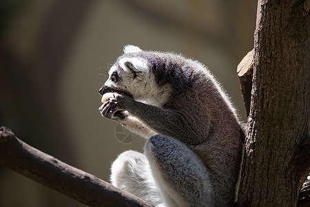 勒穆尔卡塔生物耳朵卡塔爪子平衡冒充灵长类森林狐猴动物图片