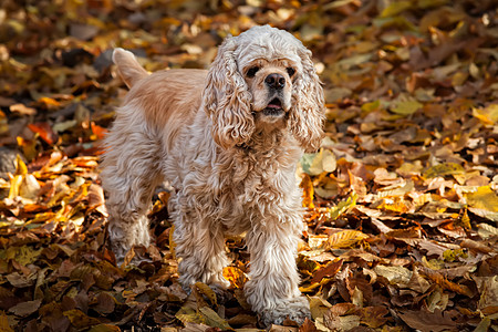 美国秋季森林的 美洲公鸡贝尼猎犬动物宠物棕色高架小狗白色花园伙伴黄色毛皮图片