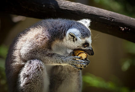 勒穆尔卡塔荒野耳朵毛皮动物园爪子卡塔生物动物野生动物森林图片