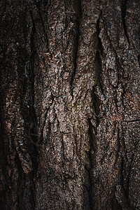 天然木树纹理作为木制背景环境和自然橡木木头树干材料松树森林植物宏观皮肤树木图片