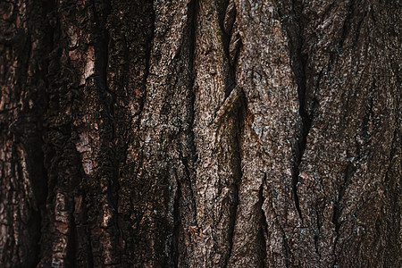 天然木树纹理作为木制背景环境和自然木头树木材料宏观森林奢华松树皮肤橡木树干图片
