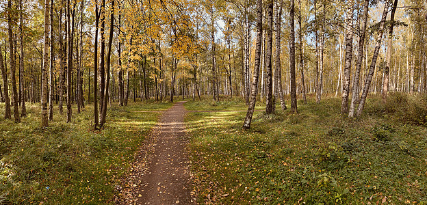秋天的第一天在公园里的全景长长的阴影蓝天树芽桦树的树干阳光明媚的白天小路在树林里黄色的叶子植物木头影子国家荒野骑术晴天林地栅栏排图片