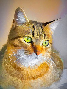 棕猫 绿黄眼睛插图图片