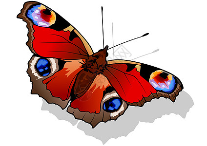 孔雀蝴蝶景点宏观动物生物学昆虫花园野生动物昆虫学翅膀鳞翅目图片