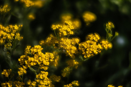 春时的香气沙萨提利斯小黄花野花季节植物群国家爬坡植物学篮子金簇植物花瓣图片