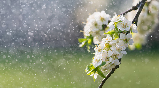 花园的春雨植物群花瓣环境晴天雄蕊植物果园生长飞溅季节图片