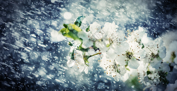 花园的春雨花瓣果园生长雄蕊李子植物群环境晴天飞溅季节图片