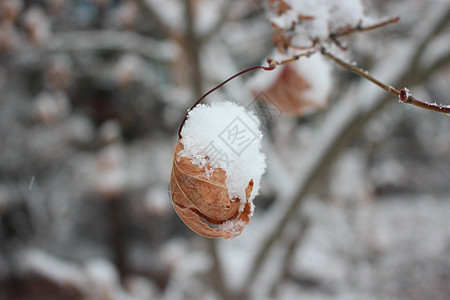 冬季降雪季节 植物叶上下雪绿色植物公园背景药品灌木天气雪花叶子树叶图片