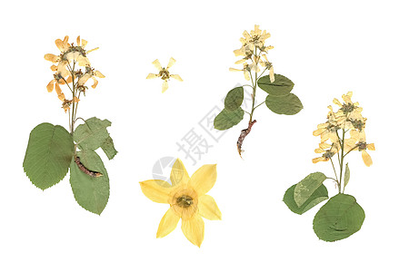 白色和黄色花朵在白色背景上的压榨和干燥植物的构成图片