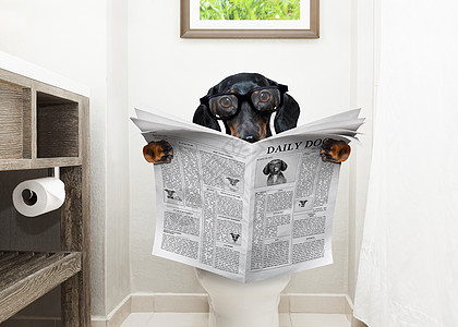 狗在马桶座椅阅读报纸上小便船尾出版物洗手间壁橱腹泻宠物便便厕所排尿图片