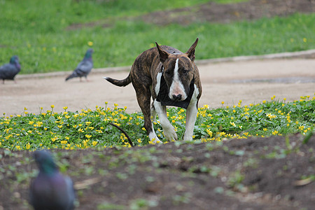 公园里养着老虎大衣颜色的狗 是天生的野牛鸽子狗窝斗牛犬宠物图片