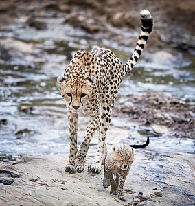 Serengeti的创意照片摄影假期旅游狂安全博主世界公羊游客生活旅行图片