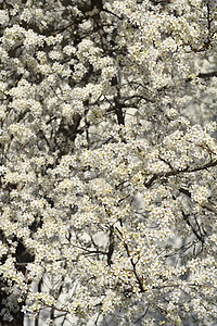 樱桃花园植物叶子黑色诃子植物学白色图片