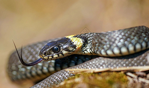 蛇的创意照片生活蛇眼蛇恋食蛇者背景图片