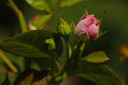 年轻开花的玫瑰花蕾在公园园艺花瓣太阳生长树叶植物衬套花园叶子季节图片