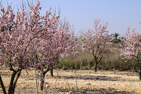 蓝天下盛开的粉红杏树生活天空植物群香气场地蓝色农业榆树季节花瓣春天高清图片素材