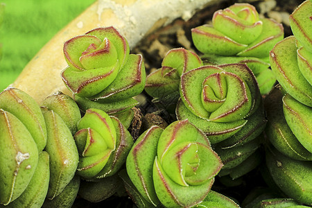 前卫的多汁植物纽扣中心花园植物学细绳装饰品穿孔灌木宏观衬套图片