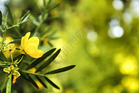 森林中的绿色植被和黄花草林美丽晴天树枝日落森林风景叶子阳光太阳山毛榉图片