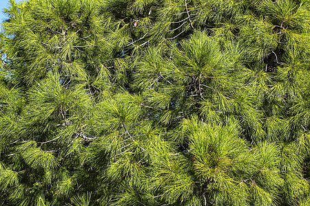阿利坎特山上的皮纳斯哈勒芬西斯针叶枞树树脂森林坚果叶子植物松树树干荒野图片