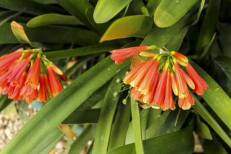 花园里多彩的季节君子兰花粉喇叭热带植物百合情调园艺叶子图片