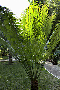 前卫的美丽多彩的苏铁花园灌木植物叶子热带粮食棕榈生长生物公园图片