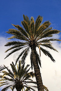 Elche的蓝天下棕榈树植物群树叶天堂旅行明信片环境成长游客植物花园图片