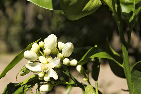 太阳下之春的橙花花香水雌蕊叶子花园花粉花瓣美丽植物群橙子生长图片