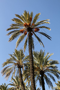 Elche的蓝天下棕榈树树叶花园植物学公园热带天堂旅行蓝色明信片树干图片