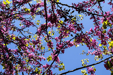 花园里的西里基平原树美丽环境植物公园日光叶子季节紫色晴天紫荆图片