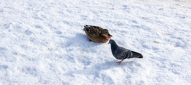 野鸭特写坐在冰冻的雪地上 在阳光明媚的日子里 在明媚的阳光下 鸽子在附近散步动物男性女性野生动物鸭子景观天气翅膀绿头季节图片