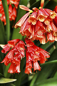 花园里多彩的百合橙子花粉情调植物异国植物群君子兰生长热带图片