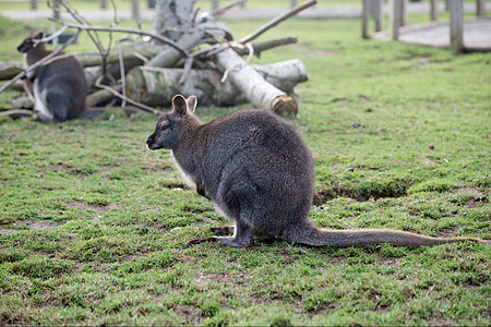 动物园草地上的灰色袋鼠绿色野生动物荒野婴儿毛皮小袋鼠小袋棕色哺乳动物尾巴图片