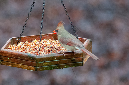 Carolina的鸟类喂食器主食向日葵男性主教活力红衣种子鸣禽背景图片