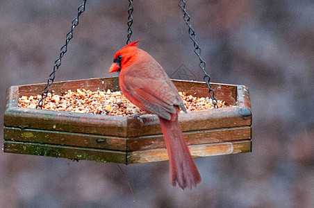 Carolina的鸟类喂食器主食主教鸣禽男性红衣活力种子向日葵背景图片