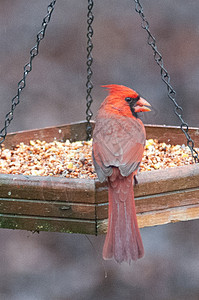 Carolina的鸟类喂食器主食种子鸣禽主教男性活力红衣向日葵背景图片
