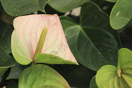 花园中美丽的红掌植物叶子花瓣花朵植物群树叶生长藤蔓植物学园艺图片