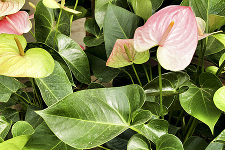 花园中美丽的红掌植物植物学园艺植物群树叶叶子花朵生长藤蔓花瓣图片