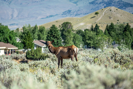 黄石山中的骆驼男性国家动物野生动物麋鹿风景哺乳动物鹿茸驼鹿荒野图片
