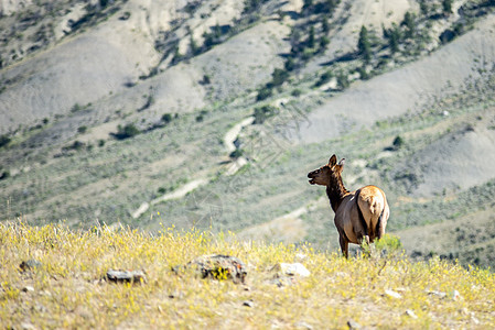 黄石山中的骆驼鹿茸野生动物哺乳动物风景成人荒野国家公园麋鹿山脉图片