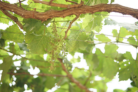 在葡萄园农场种植葡萄果树农场水果植物叶子藤蔓果园食物栽培生长葡萄园图片