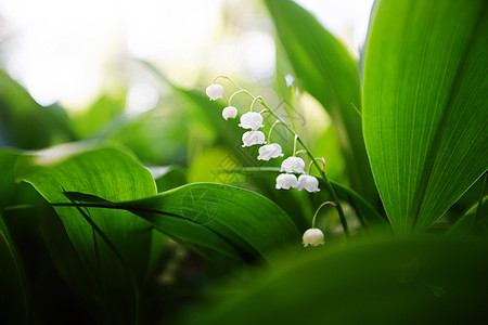 山谷的莉莉泉百合野花植物群白色木头叶子季节香水宏观阳光图片