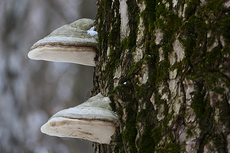 长树干上的大蘑菇 树皮的纹理图片