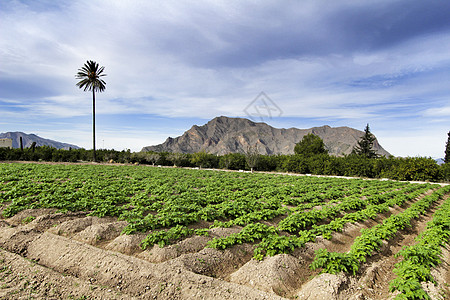 果园的土豆种植植物农村地面园艺土地女星栽培淀粉叶子文化图片