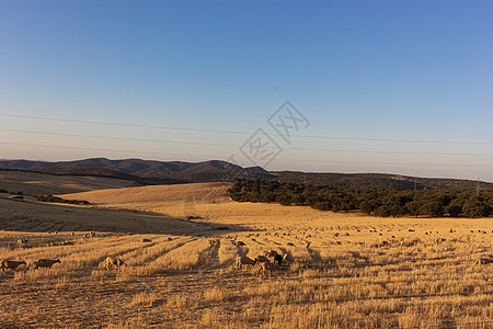 在安达卢西亚一个村庄的小麦田放牧天堂黄金平房牛人食草反刍动物羊肉配种羊毛农业图片
